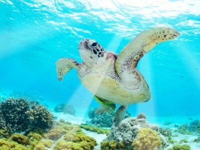 Akumal Tour